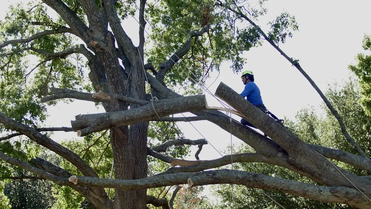 Professional Crown Thinning performed by certified arborists in Marcella