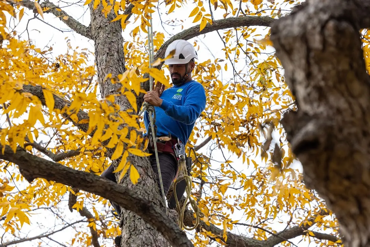 Skilled Storm Damage Cleanup crew working in Marcella